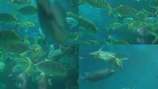 海底世界的鱼儿高清在线视频素材下载