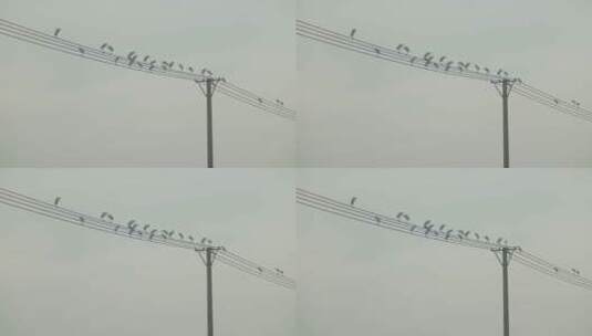 鸟和电线杆高清在线视频素材下载
