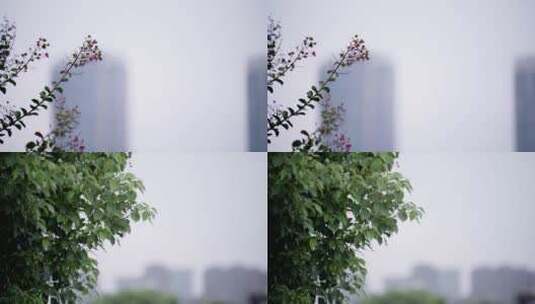 浙江杭州金融中心 树叶空镜高清在线视频素材下载