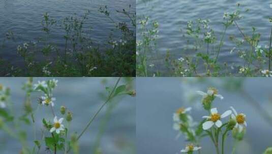 江边野花植物花朵唯美花草高清在线视频素材下载