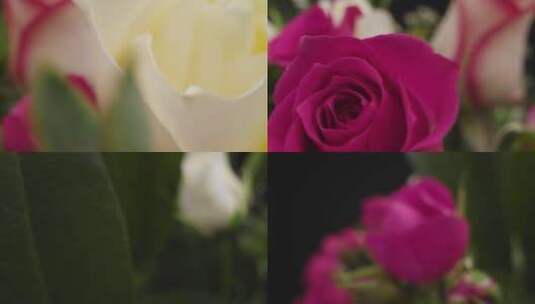 粉红色和白色花朵的近景特写高清在线视频素材下载
