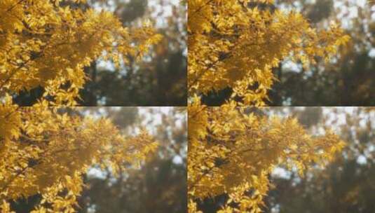 秋天的树木景观高清在线视频素材下载
