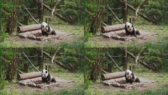 国宝大熊猫坐在地上吃竹笋高清在线视频素材下载