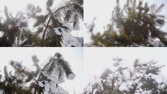 美丽的冬天 雪 初雪 雪景 白露 霜冻 霜降高清在线视频素材下载