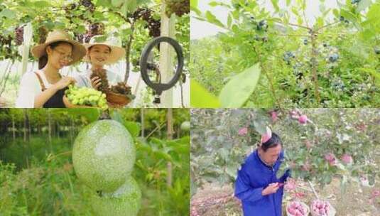 水果采摘高清在线视频素材下载