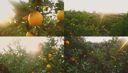 橙子脐橙水果高清在线视频素材下载