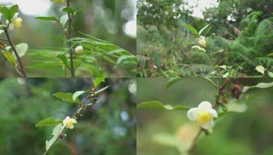 广东农村大山茶籽山茶树山茶花高清在线视频素材下载