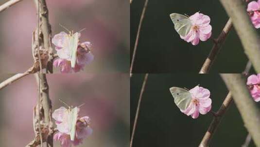 粉色小花上的蝴蝶实拍高清在线视频素材下载