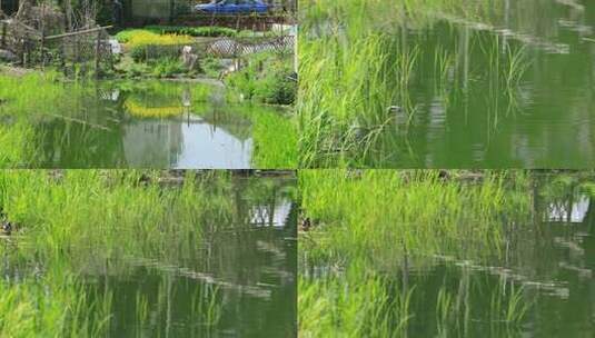 水生态水环境水草高清在线视频素材下载