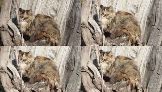 在古树下晒着太阳睡觉的猫高清在线视频素材下载