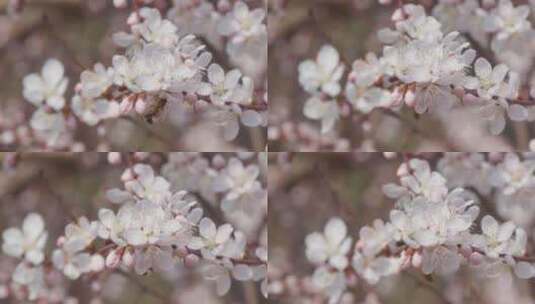 盛开花朵蜜蜂采蜜蝴蝶飞舞高清在线视频素材下载