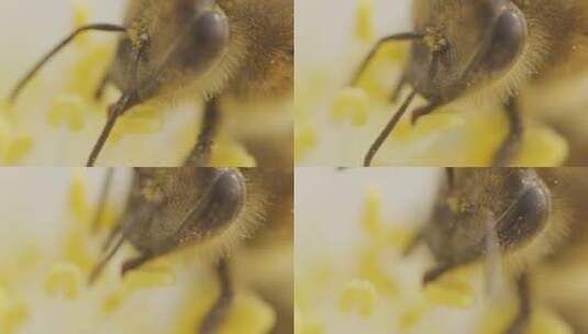 蜜蜂采蜜画面特写高清在线视频素材下载