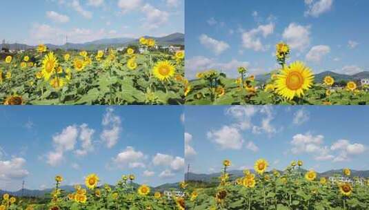 【镜头合集】蓝天白云下的向日葵延时摄影高清在线视频素材下载
