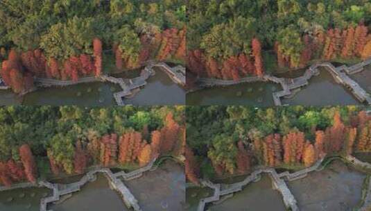 深圳仙湖植物园水杉秋色航拍高清在线视频素材下载
