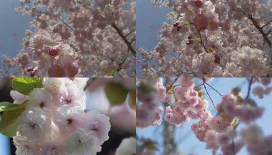 粉色樱花高清在线视频素材下载