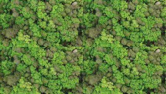 森林 森林植被 原始森林高清在线视频素材下载