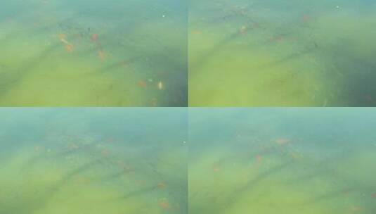 池塘中成群的锦鲤鱼一群红鲤鱼黑鲤鱼觅食高清在线视频素材下载