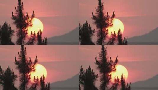 黄昏夕阳落日树木逆光剪影实拍空镜高清在线视频素材下载