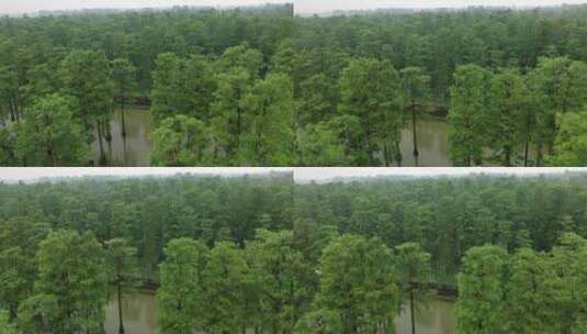 湿地上空绿色树木航拍高清在线视频素材下载