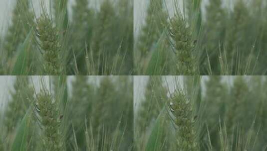 小麦麦田麦穗青小麦颗粒饱满丰收唯美麦穗高清在线视频素材下载