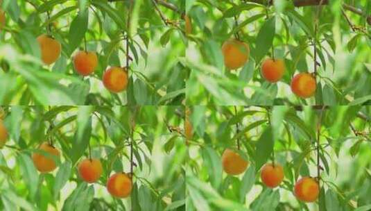 4K夏季水果枝头上的黄桃成熟丰收实拍视频高清在线视频素材下载