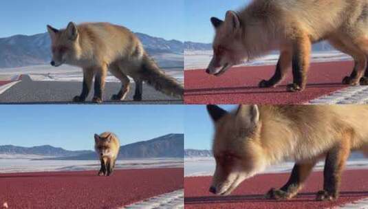 雪山 近距离顽皮的小狐狸 吃东西高清在线视频素材下载