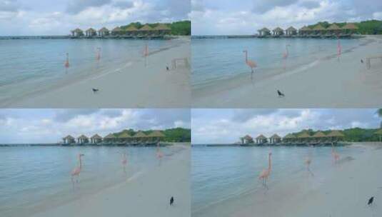阿鲁巴海滩与粉色火烈鸟在海滩火烈鸟在阿鲁巴岛加勒比海高清在线视频素材下载