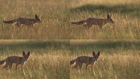 红狐在日落时悠闲地跑过草地高清在线视频素材下载