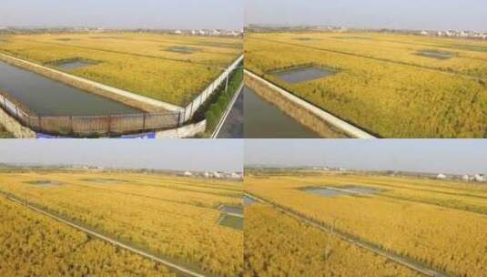 原创拍摄稻田大面积航拍金色农业水稻高清在线视频素材下载