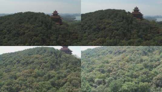 地拍武汉东湖磨山树木高清在线视频素材下载