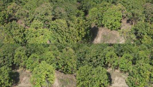 农业种植满山遍野野生山茶花盛开航拍高清在线视频素材下载