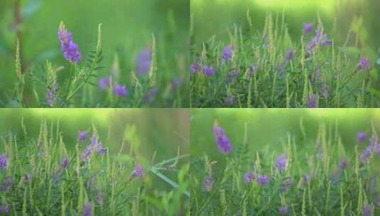 斜茎黄耆植物高清在线视频素材下载