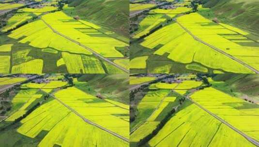 川西壮观大气油菜花田航拍高清在线视频素材下载