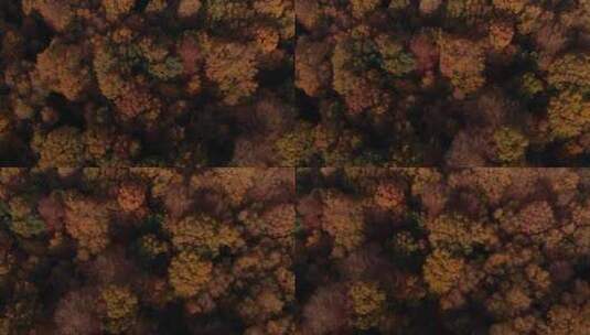 俯视秋天的森林高清在线视频素材下载