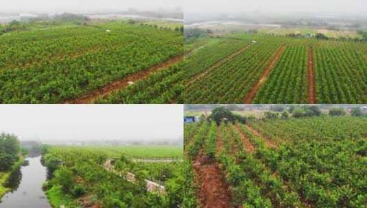 桃树 航拍 果园 果树 农业种植高清在线视频素材下载