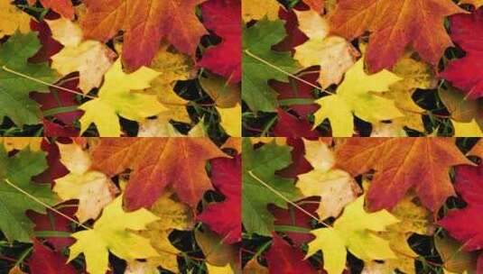 秋天的各色枫叶高清在线视频素材下载