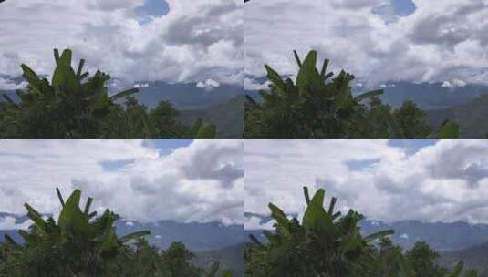 云南普洱千家寨 原始森林山谷走云植物前景高清在线视频素材下载