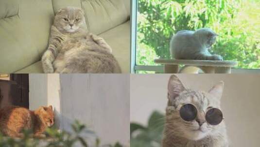【合集】猫 幼猫 可爱小猫 猫咪高清在线视频素材下载