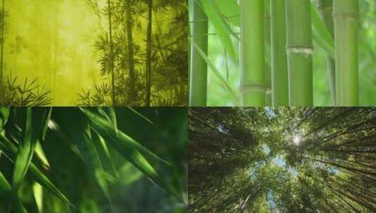 【合集】树林竹林竹子大自然生态风景高清在线视频素材下载