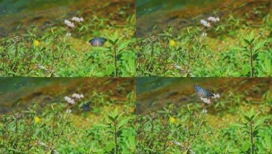 河畔飞舞的蝴蝶高清在线视频素材下载