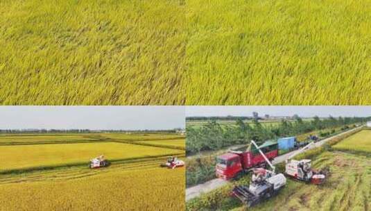 水稻丰收金秋稻田机械收割现场合集高清在线视频素材下载