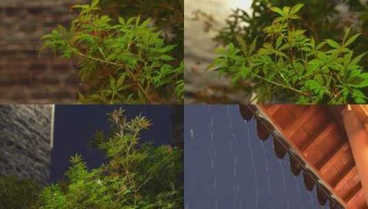 雨中植物绿植房檐高清在线视频素材下载