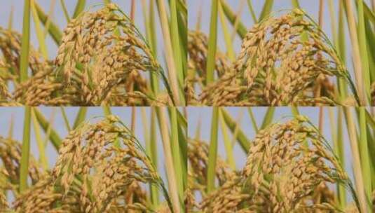 秋天稻田稻子水稻稻穗特写高清在线视频素材下载