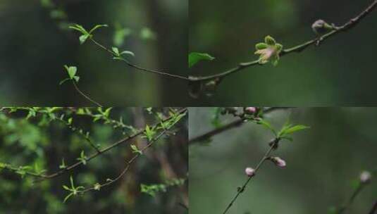 桃花春天植物生长嫩芽雨水惊蛰高清在线视频素材下载