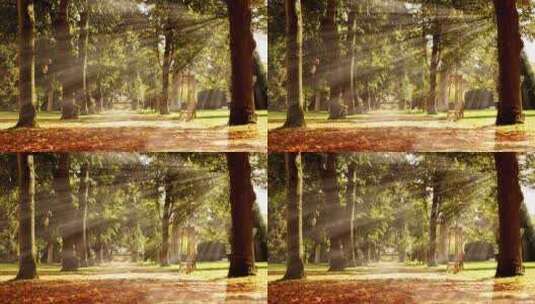 森林光影高清在线视频素材下载