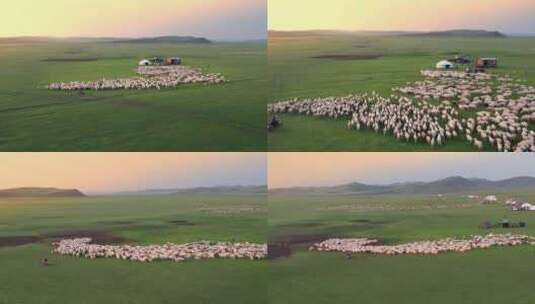 草原羊群4K航拍高清在线视频素材下载