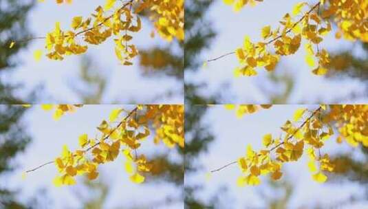 微风吹动金黄色的银杏叶高清在线视频素材下载