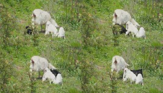 春天雌性山羊带着小羊羔觅食高清在线视频素材下载