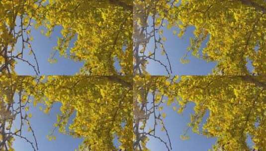 仰视摇天空阳光风吹银杏树2高清在线视频素材下载
