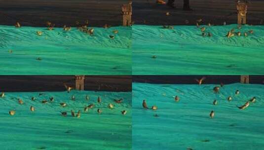 西湖边蹦蹦跳跳觅食的麻雀群高清在线视频素材下载